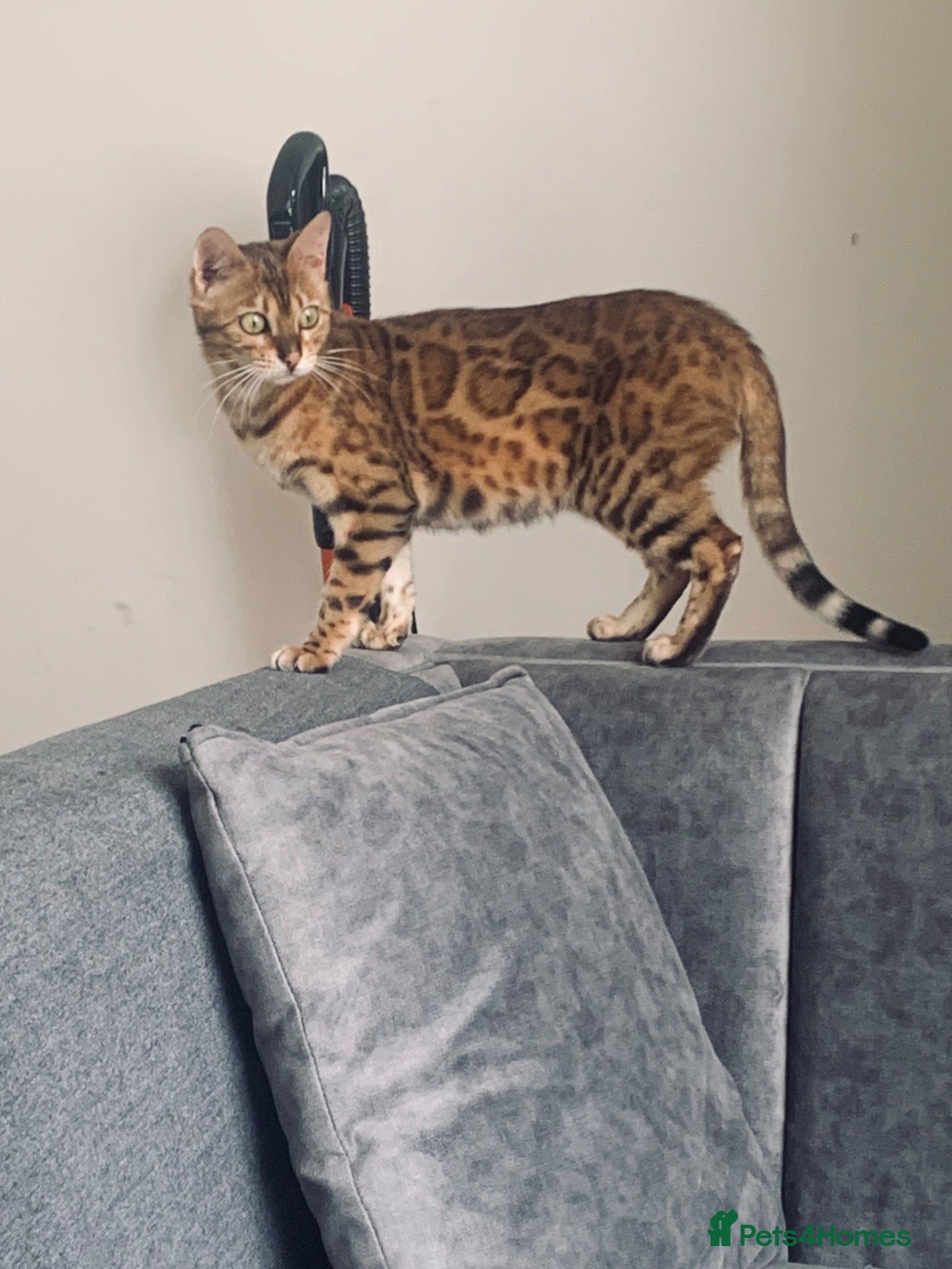 Bengal cats Beautiful Bengal female for sale - Advert 1