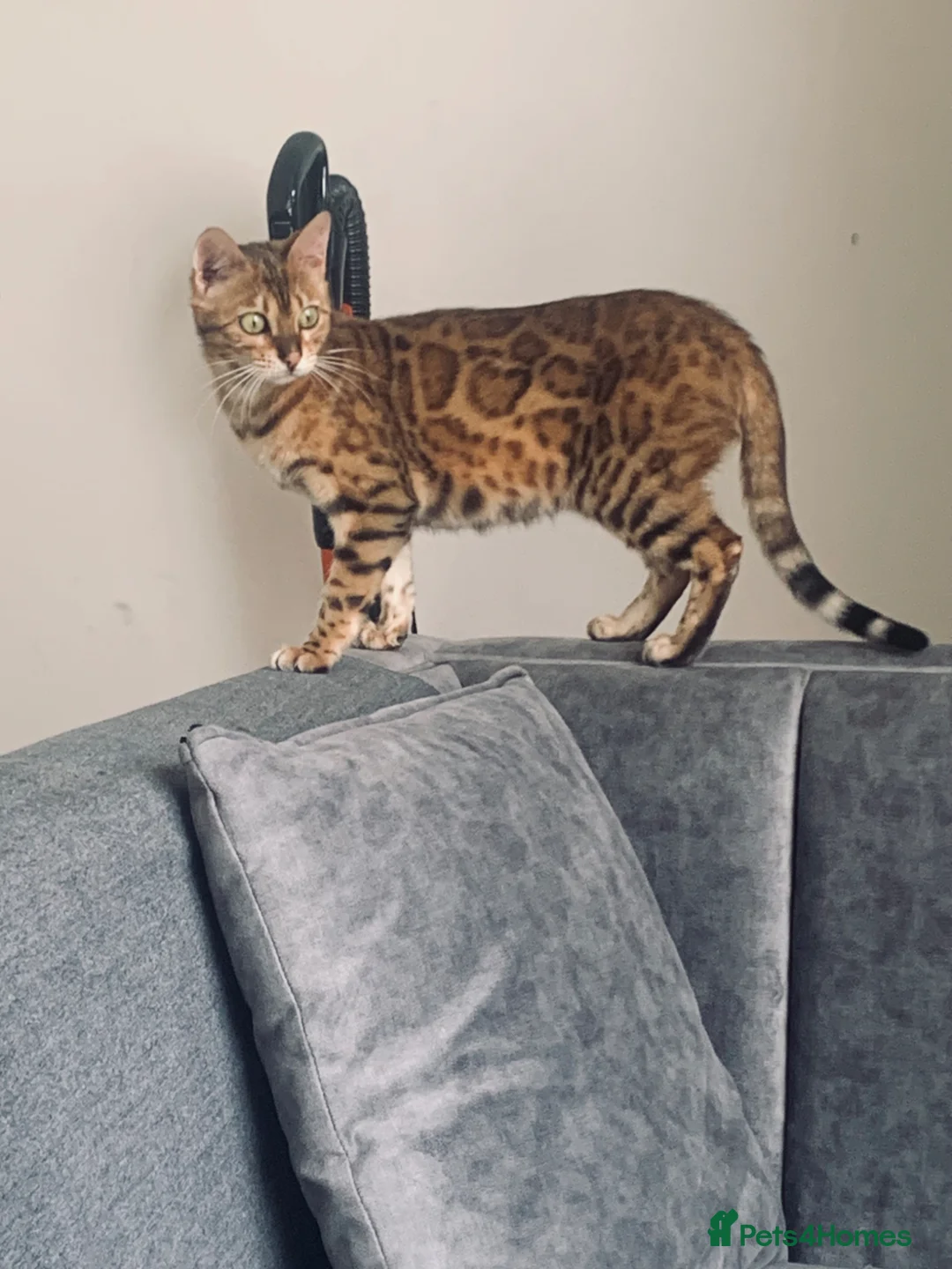 Bengal cats for sale: Beautiful Bengal female for sale - Advert 1