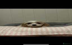 Cavachon dogs for sale: Cavachon Puppies  - Advert 2