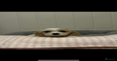 Cavachon dogs Cavachon Puppies  - Advert 3