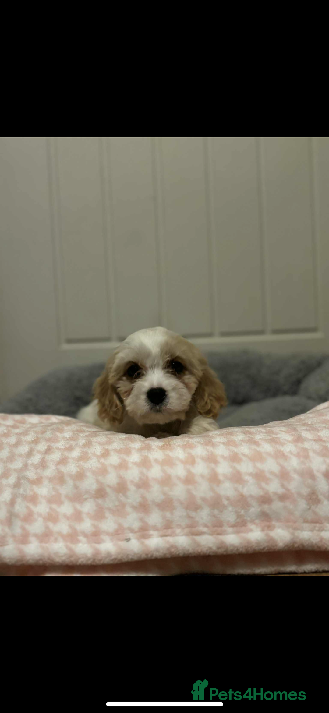 Cavachon dogs for sale: Cavachon Puppies  - Advert 2