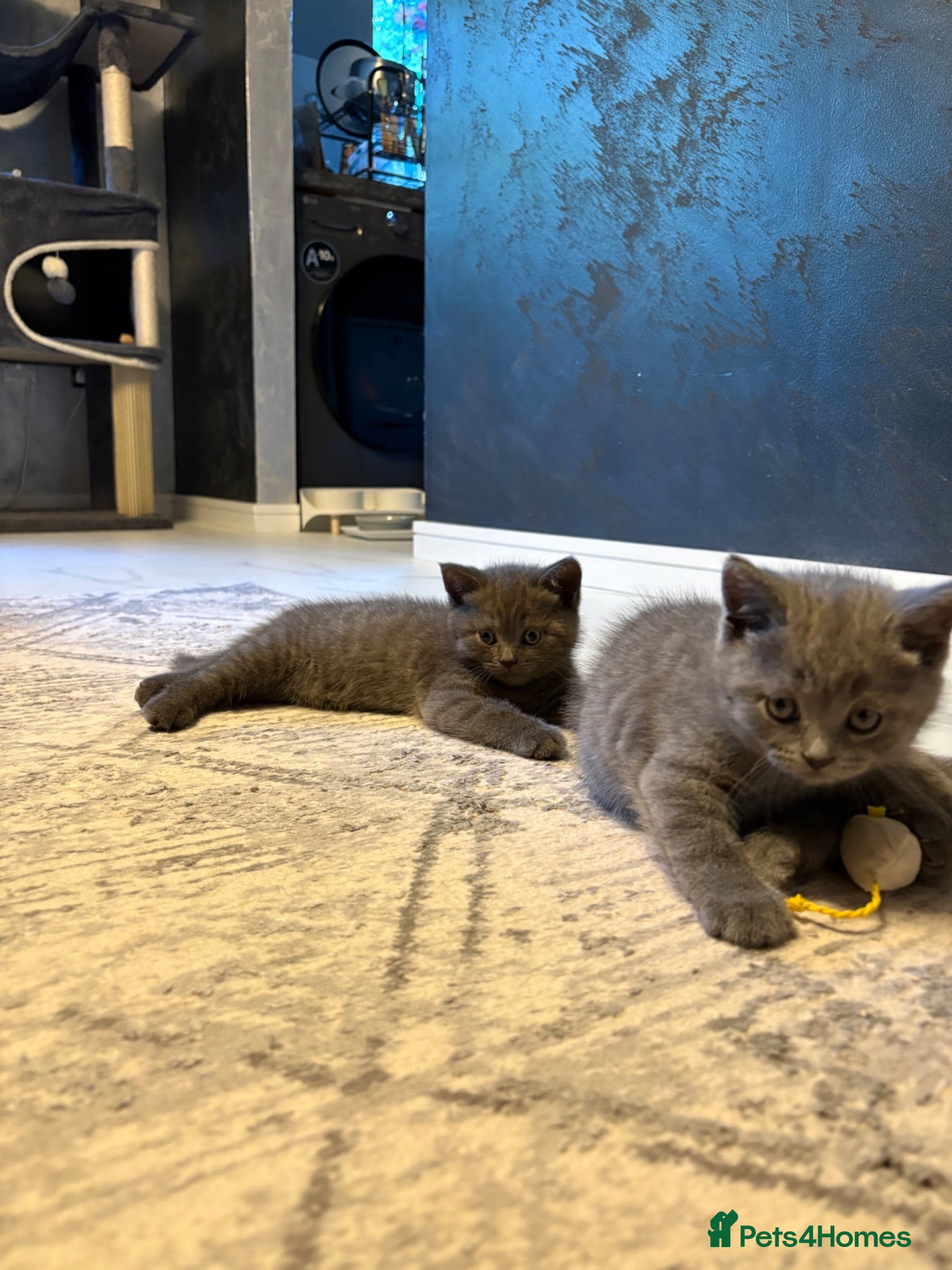 Scottish Fold cats Last 3 Scottish Fold/Straight kittens - Advert 18