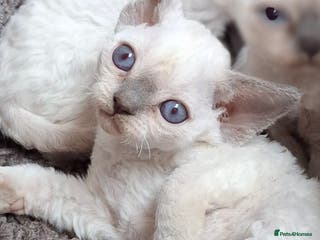 Devon Rex cats 🌸 Wonderful Devon Rex Kittens FIFE registered 🌸 - Advert 5