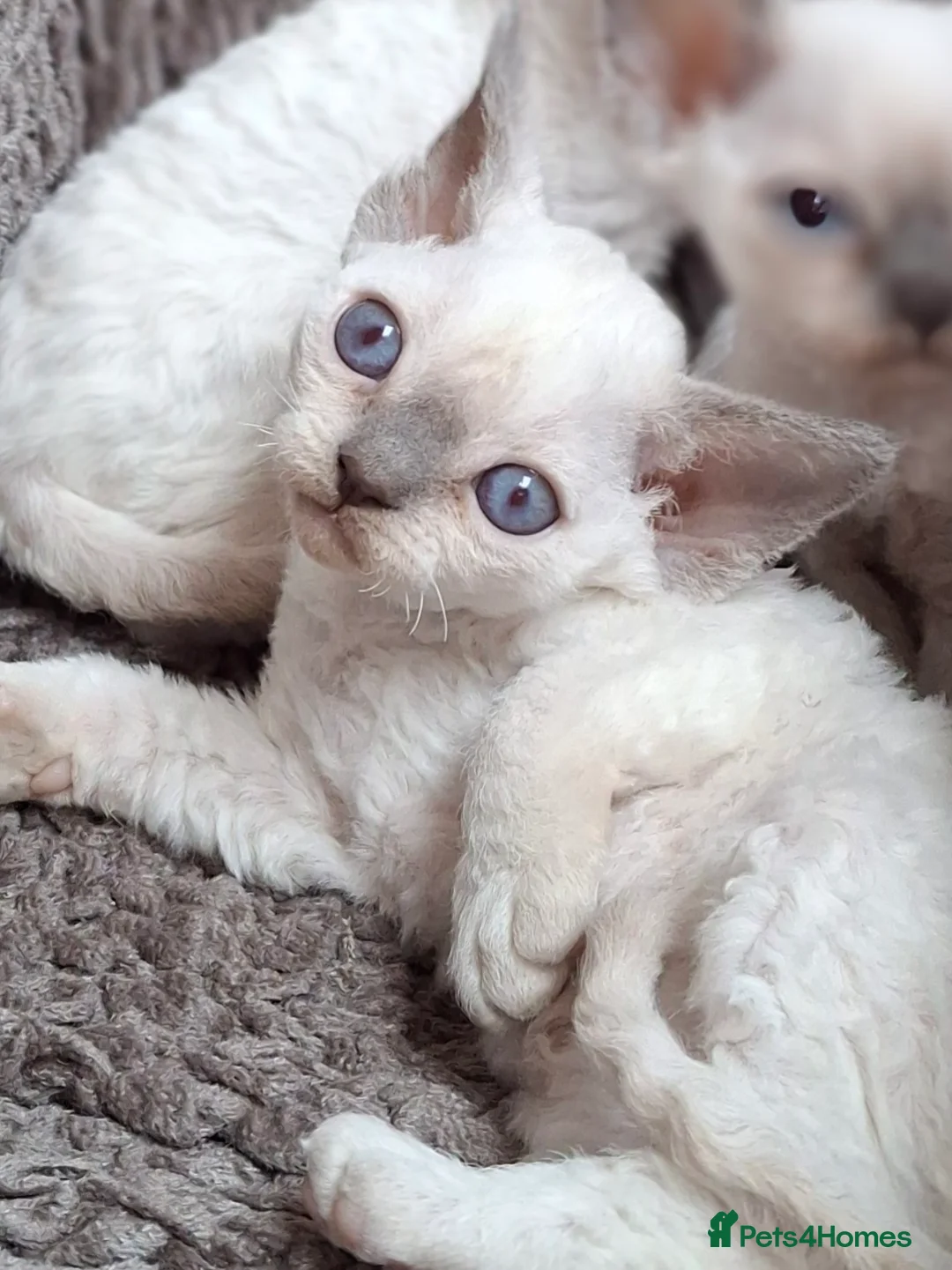 Devon Rex cats for sale: 🌸 Devon Rex with blue eyes FIFE registered  🌸 - Advert 9