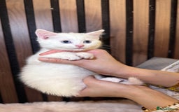 British Shorthair cats for sale: 🎃The Jack Frost Litter–Frost & Pumpkin Whiskers❄️ - Image 3