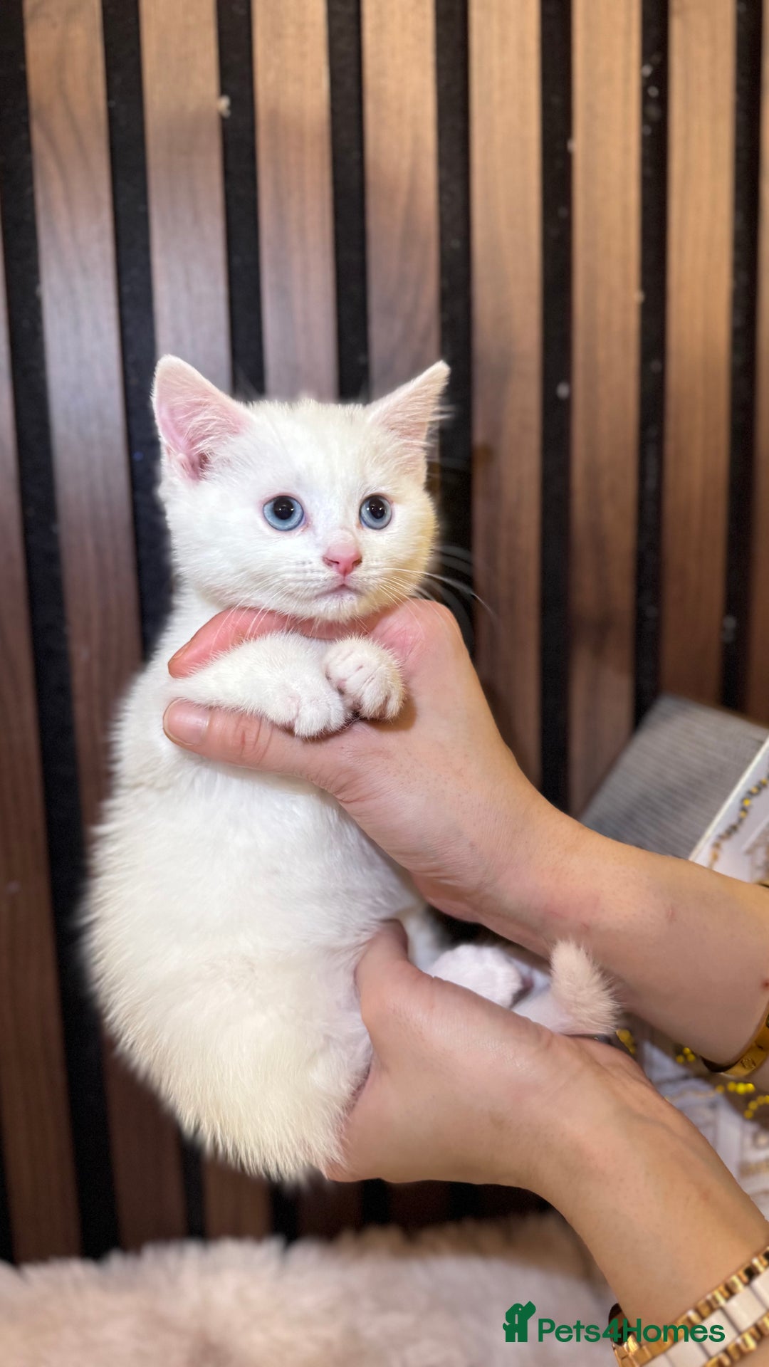 British Shorthair cats for sale: 🎃The Jack Frost Litter–Frost & Pumpkin Whiskers❄️ - Image 3