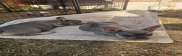 French Bulldog dogs for sale: Lovely French bulldog pups  in Studley - Advert 8