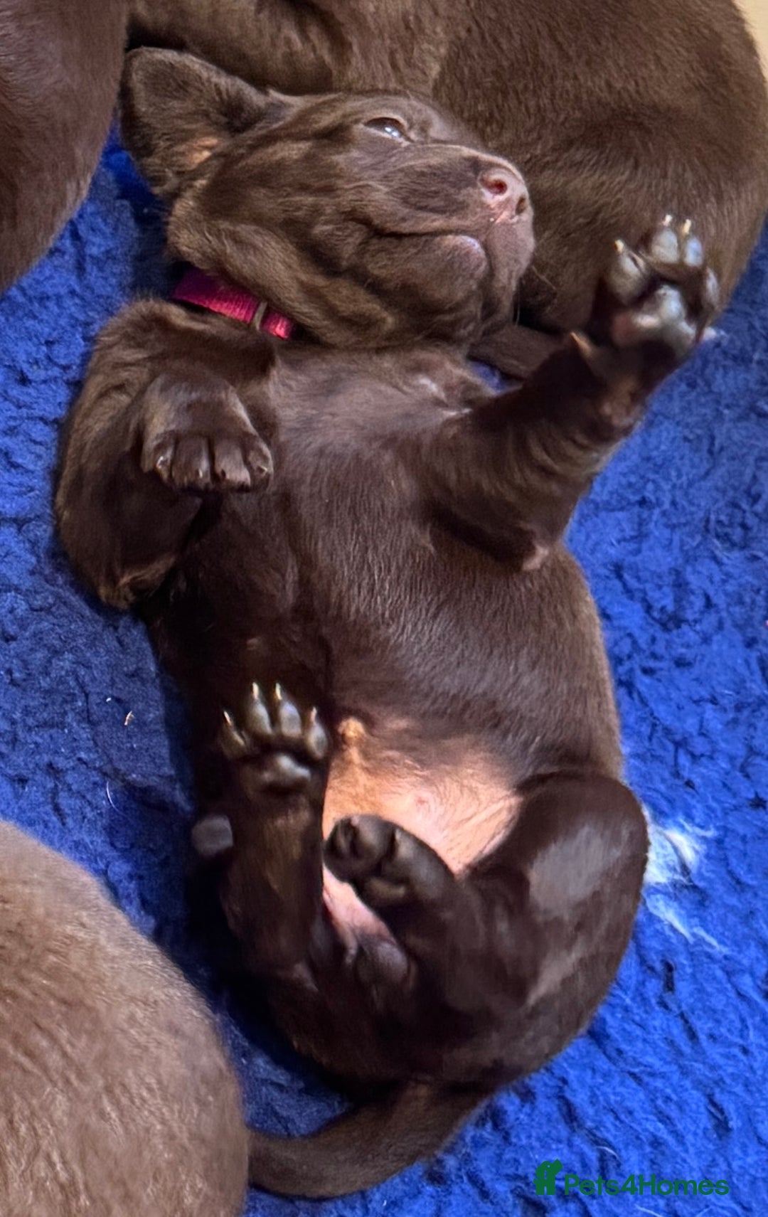 Labrador Retriever dogs for sale: Outstanding Quality Chocolate Labrador Puppies - Image 11