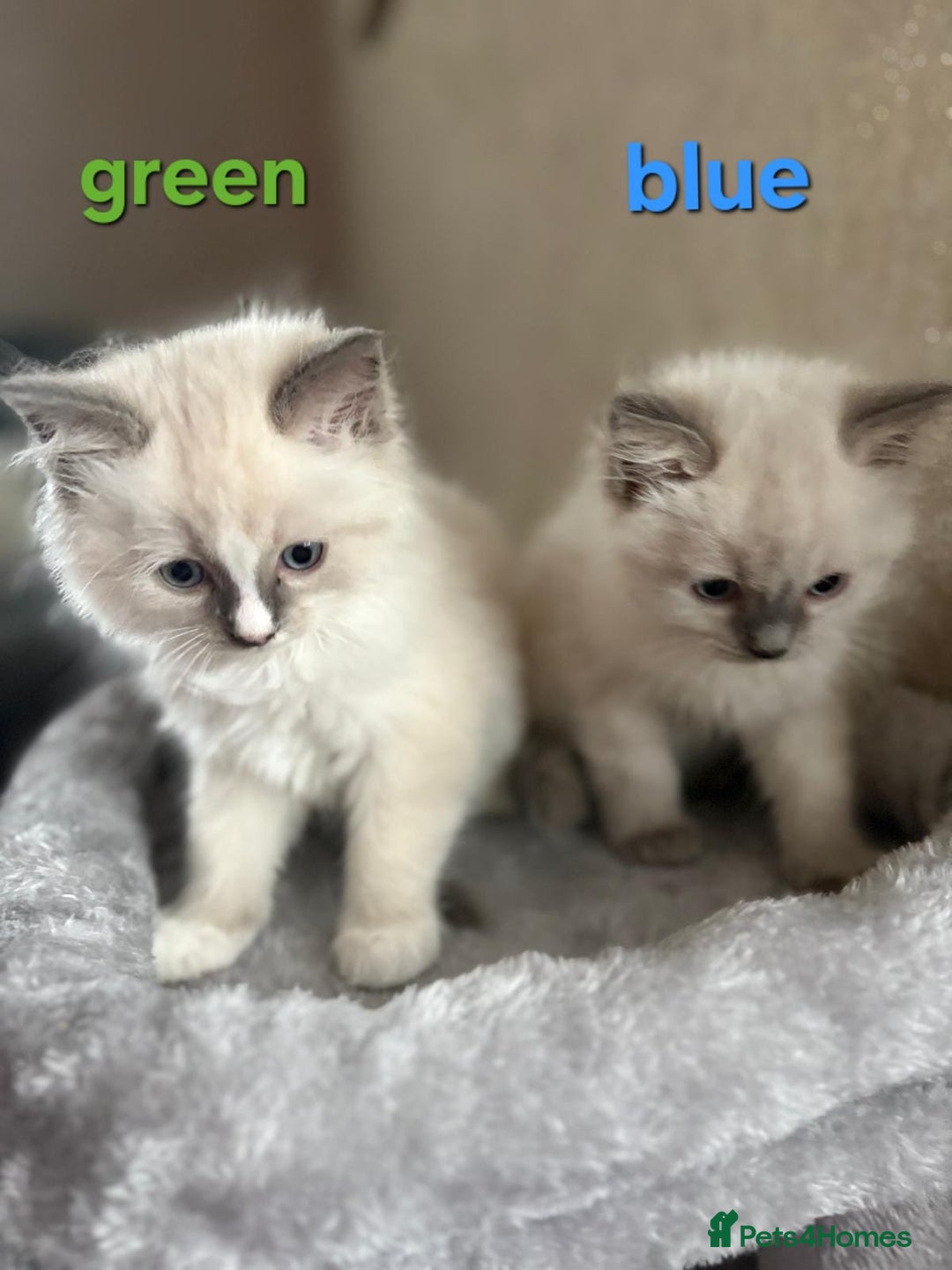 Ragdoll cats for sale: 2 male Blue point Ragdoll kittens available now - Image 7