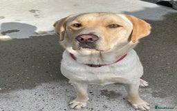 Labrador Retriever dogs for sale: A very gorgeous yellow therapy dog  - Image 2