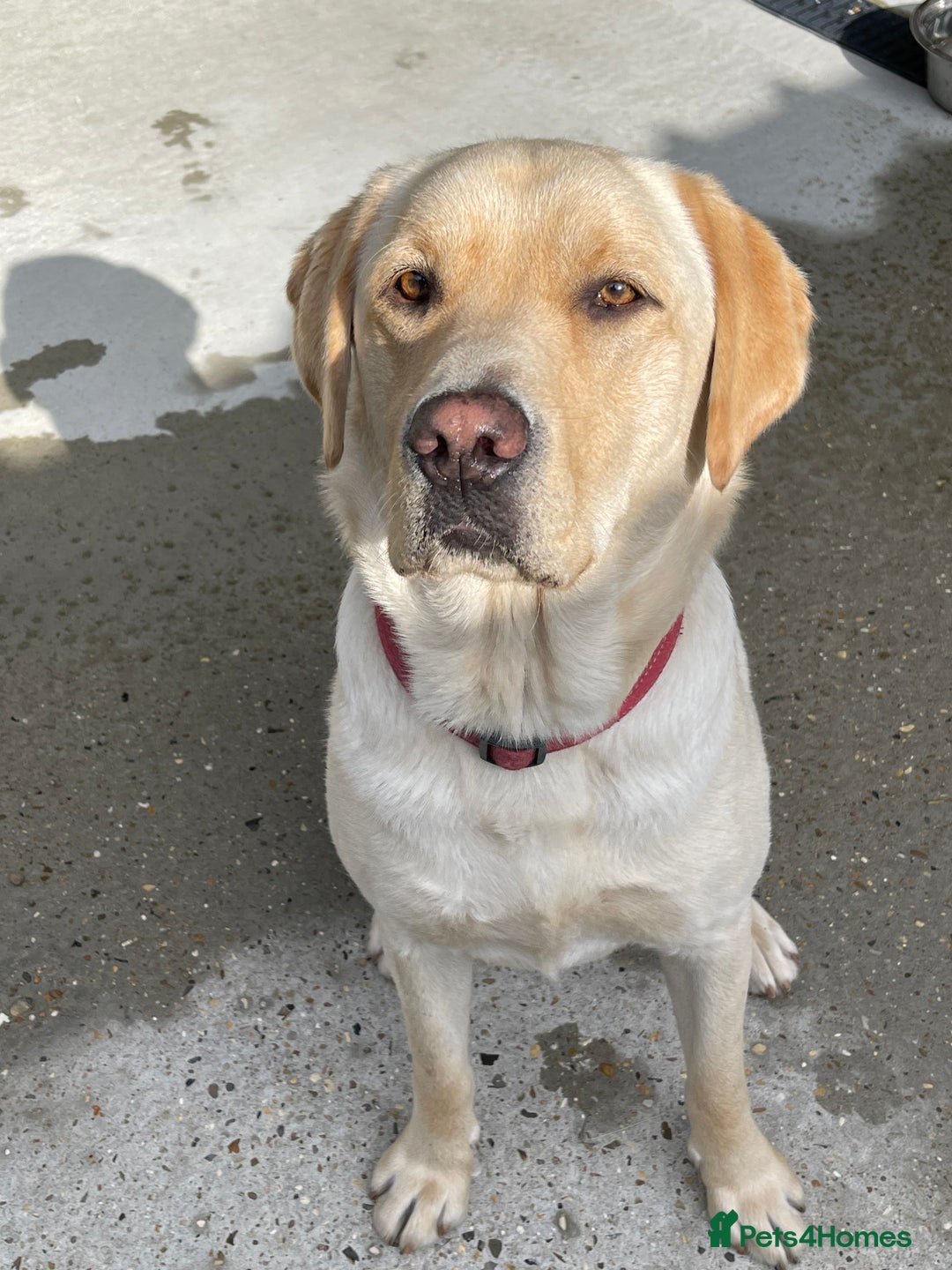 Labrador Retriever dogs for sale: A very gorgeous yellow therapy dog  - Image 2