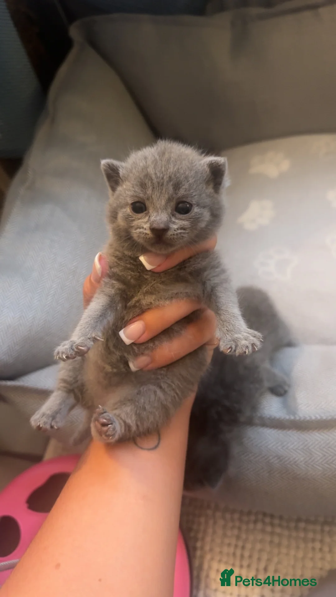 British Shorthair cats for sale: British shorthair kittens in Ilkeston - Advert 2