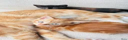 Mixed Breed cats for sale: Kittens 🐈‍⬛  - Advert 9