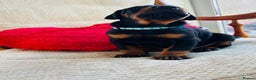 Dobermann dogs for stud: beautiful, healthy& professional Doberman KC&FCI - Advert 5