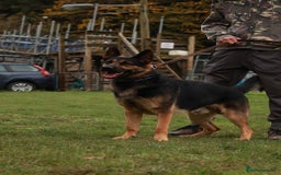 German Shepherd dogs for sale: 🐾 Beautiful German Shepherd Puppies! 🐾 - Image 3