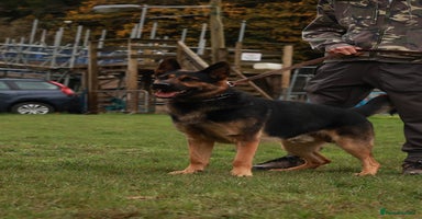 German Shepherd dogs - Advert 16