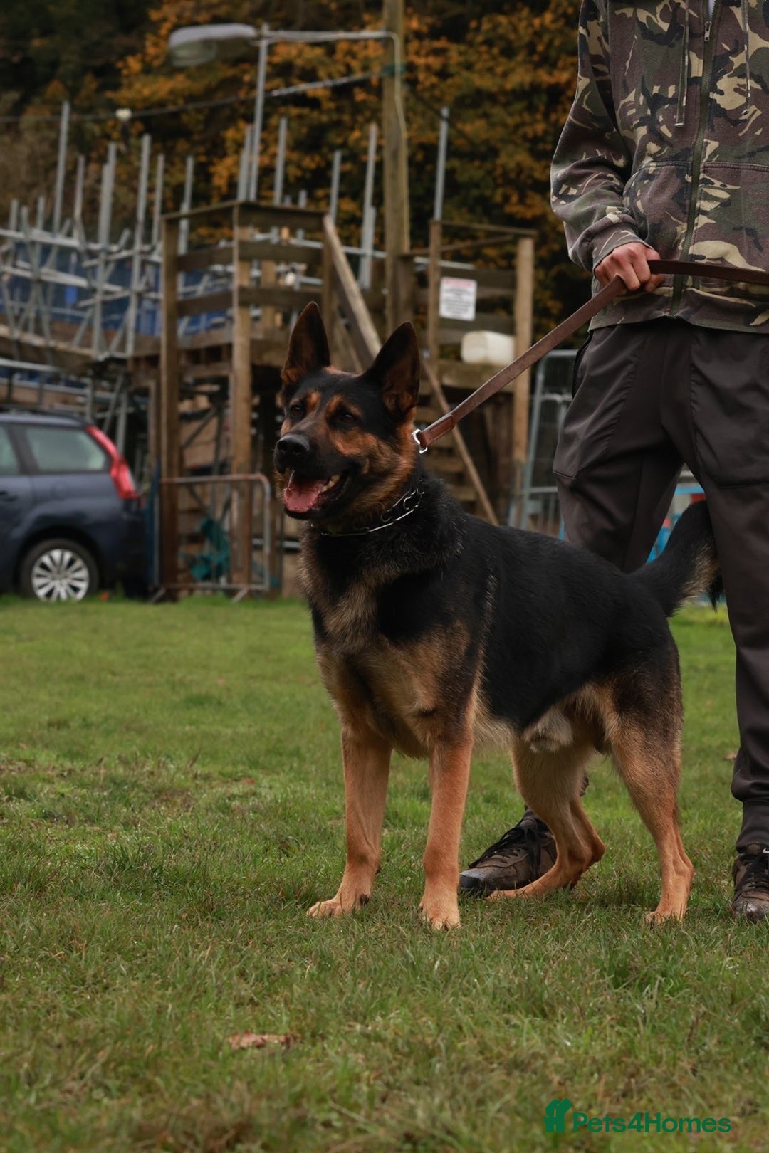 German Shepherd dogs for sale: 🐾 Beautiful German Shepherd Puppies! 🐾 - Image 3