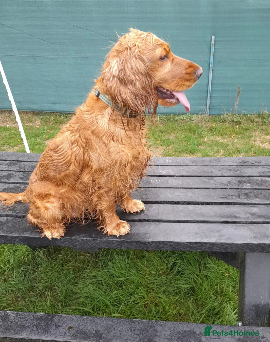 Cocker Spaniel dogs for sale: English show type Cocker Spaniel puppies - Advert 2