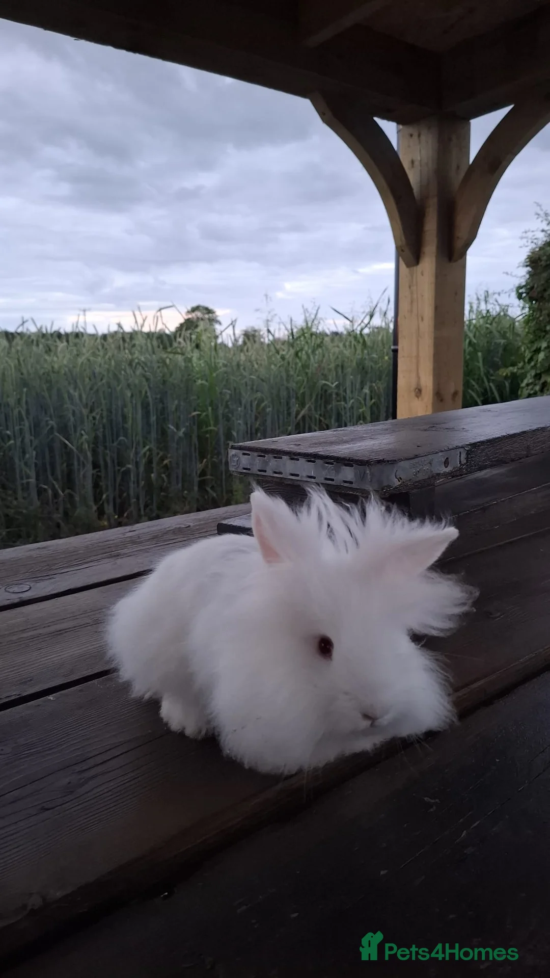 Mini Lion Lop rabbits for sale: MINI LION HEAD LOP BUNNIES in Beccles - Advert 5