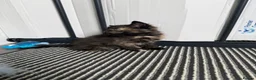 Mixed Breed cats for sale: 3 Kittens looking for homes! in Ilkeston - Advert 10