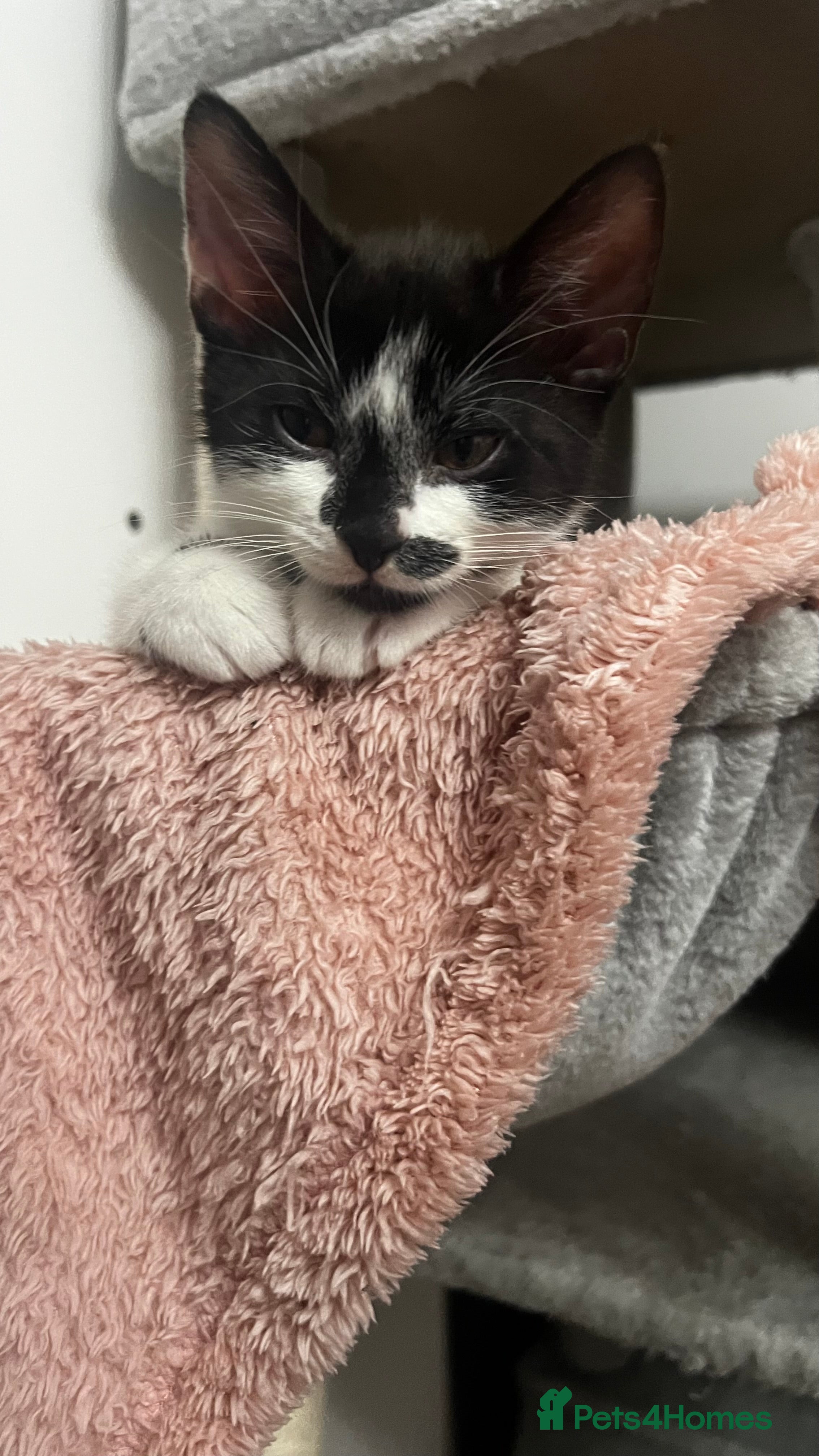 Mixed Breed cats Ready to go last Tuxedo Boy - Advert 12