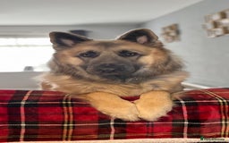 German Shepherd dogs for sale: Zeus German shepherd was  4 years old in July  - Image 6