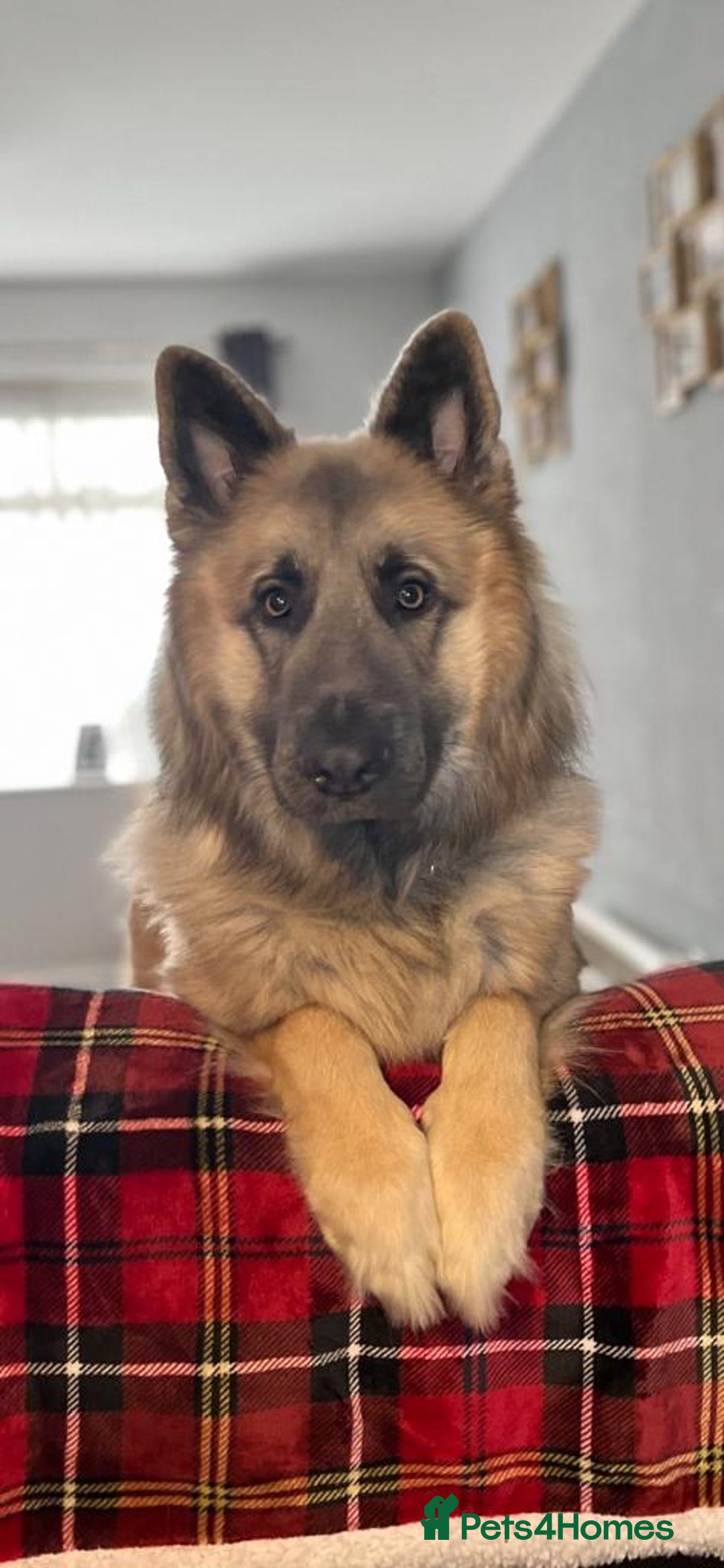 German Shepherd dogs for sale: Zeus German shepherd was  4 years old in July  - Image 6