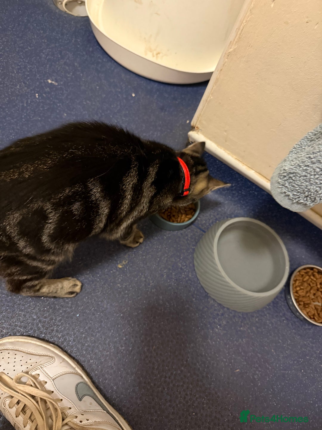 Burmilla cats for sale: Taz and Tigger  - Advert 9