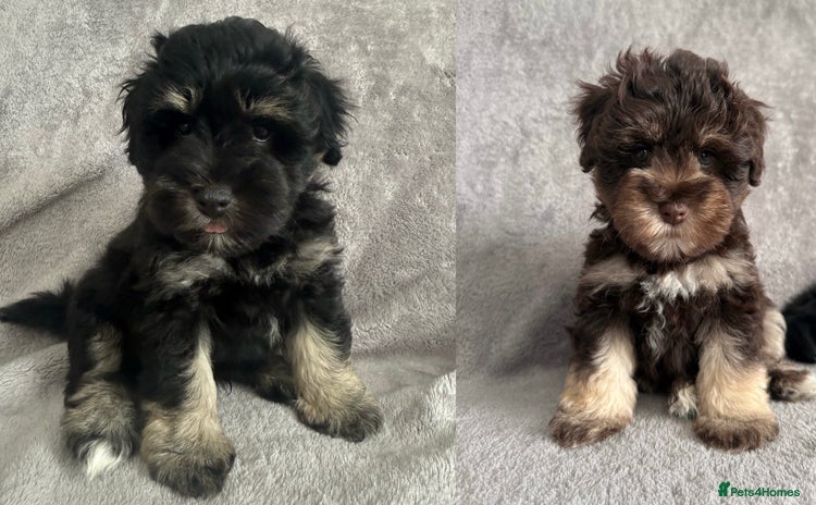 Miniature Schnauzer dogs - Advert 15