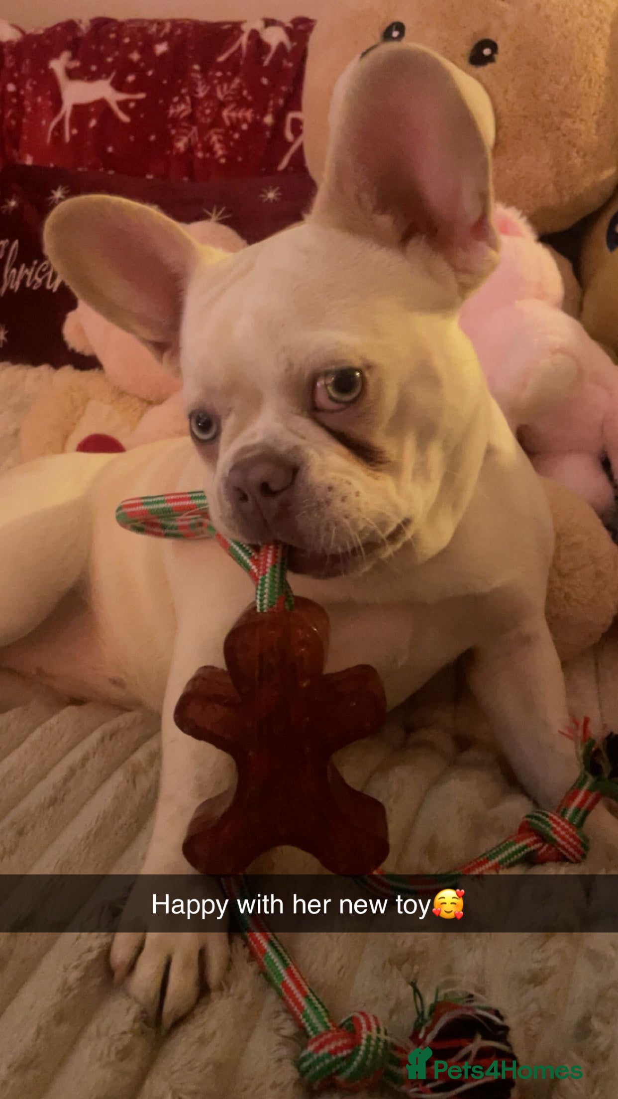 French Bulldog dogs Frenchbulldog - Advert 3