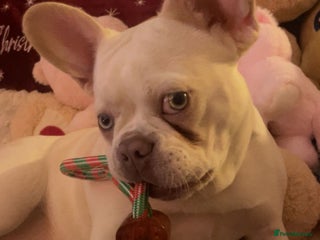 French Bulldog dogs Frenchbulldog - Advert 1