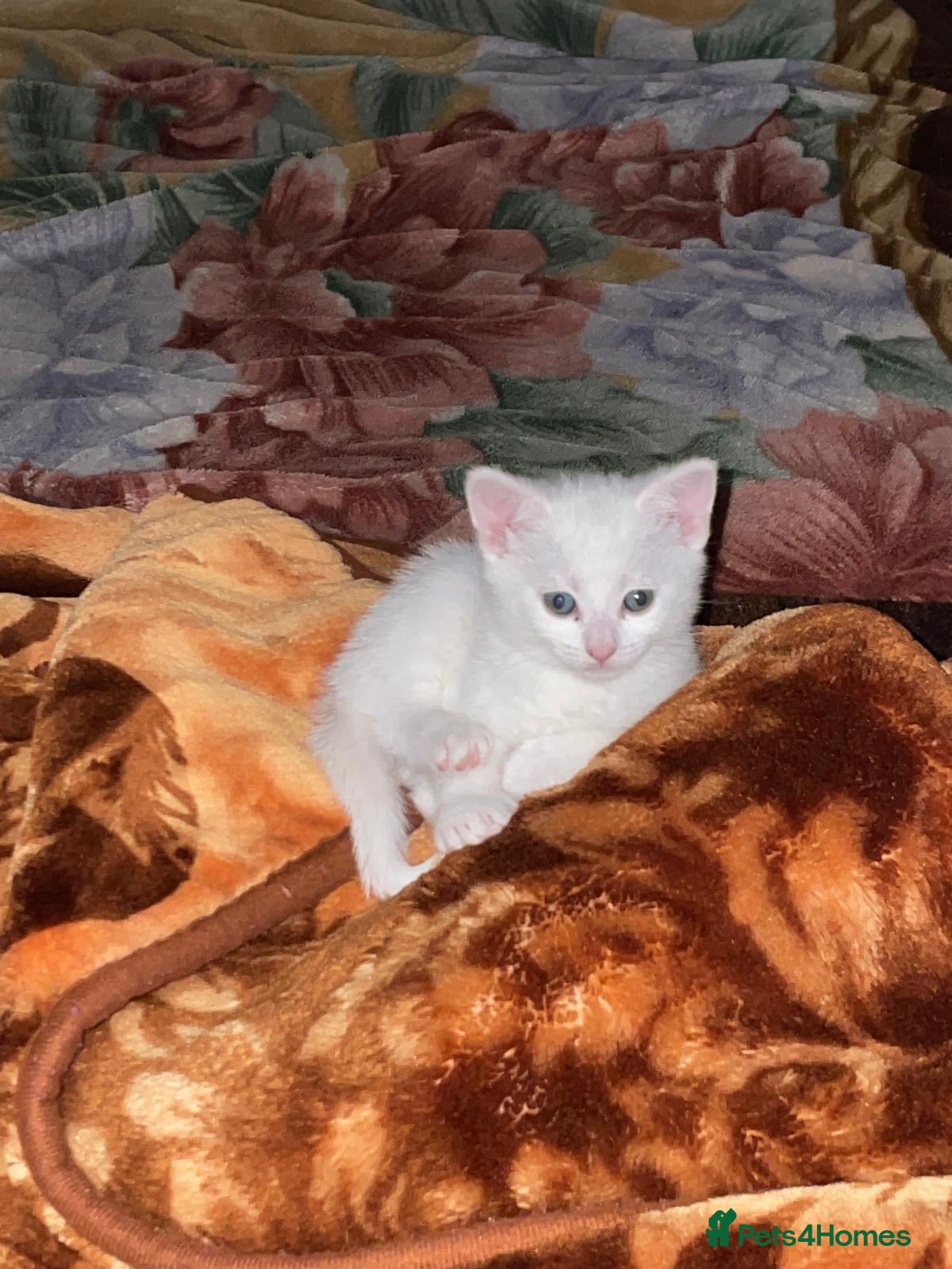 Mixed Breed cats White/black beautiful kittens - Advert 2