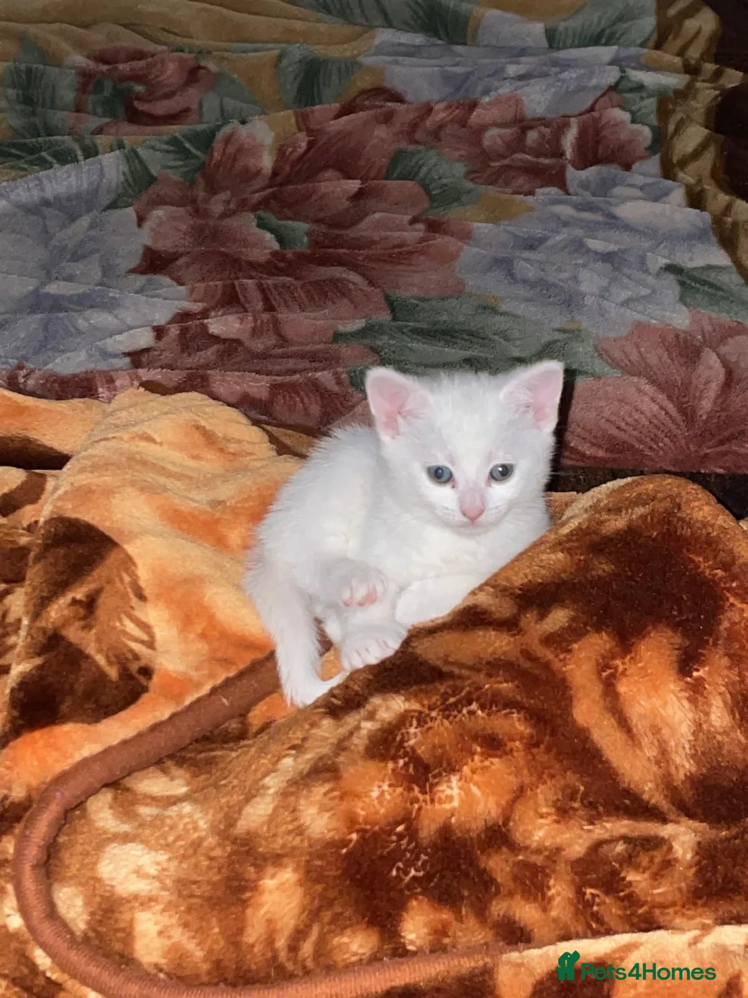 Mixed Breed cats for sale: White/black beautiful kittens - Advert 1