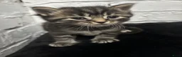 Mixed Breed cats for sale: Kittens available  in Preston - Advert 4