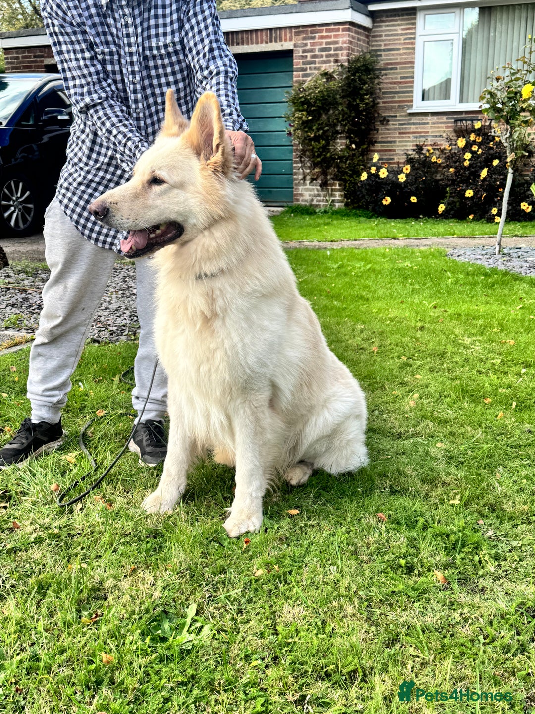 German Shepherd dogs for sale: KC REG STRAIGHT BACKED GSD PUPS COMING SOON!!! - Advert 4