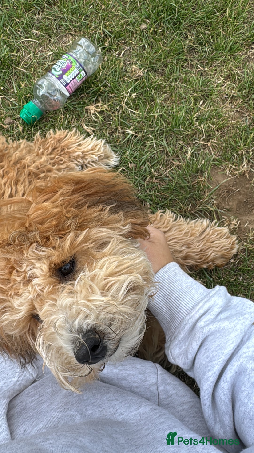 Maltipoo dogs for sale: Maltipoo Male - Advert 3