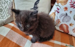 Mixed Breed cats for sale: Gorgeous Large Maine Coon Cross Kittens - Image 7
