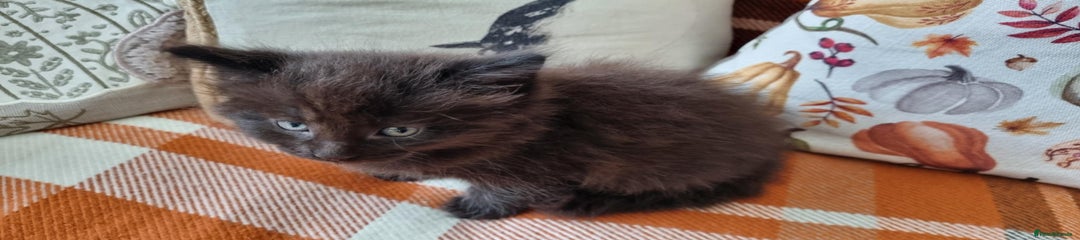 Black longhair male