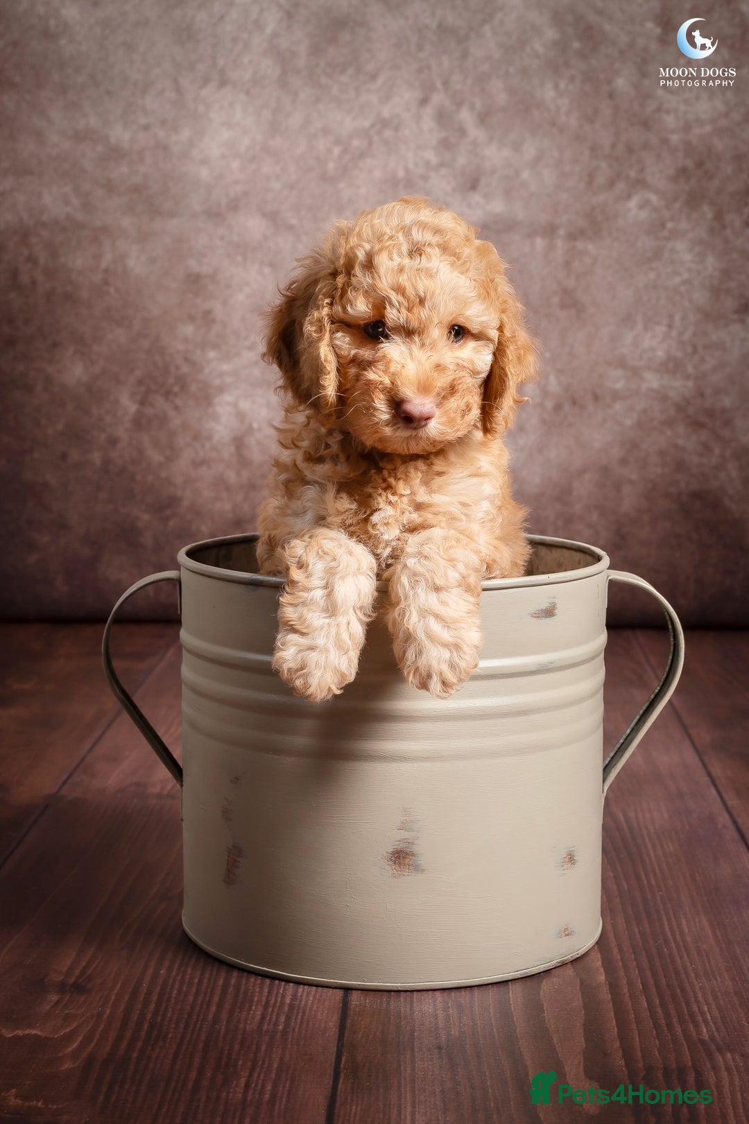 Cockapoo dogs for sale: **Ready Now**Miniature F1B Cockapoos  - Image 17
