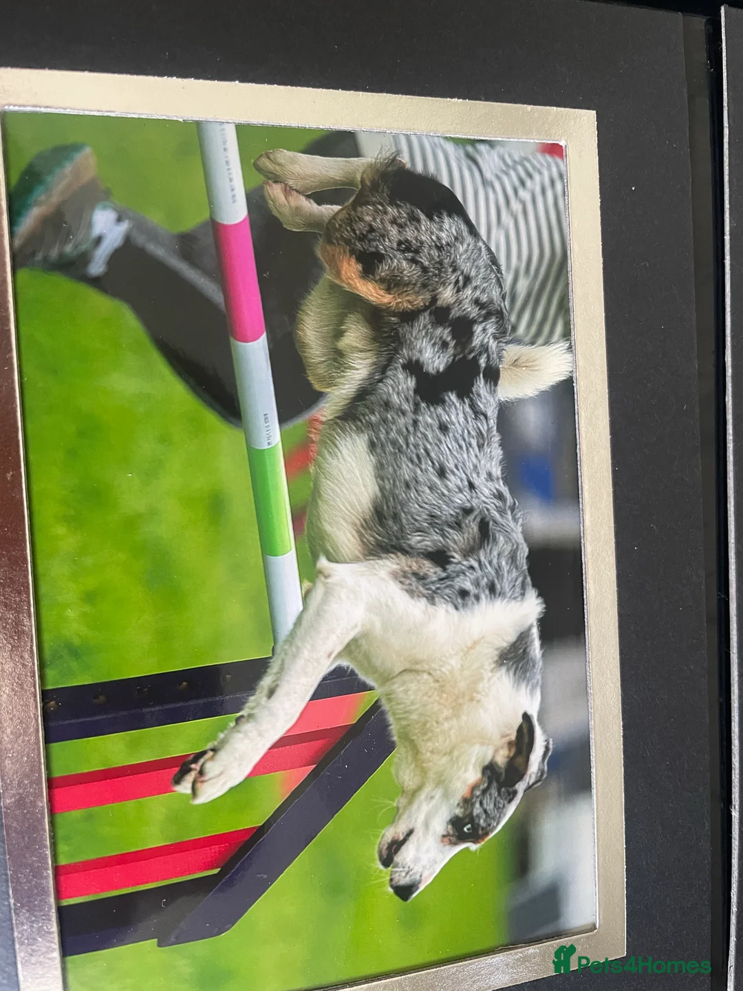 Border Collie dogs for stud: (provide) tr blue Merle border collie  in Otley - Advert 14