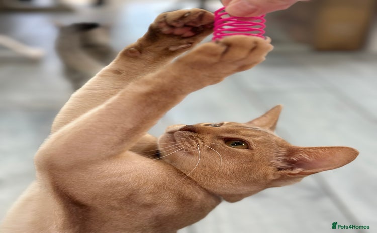 Abyssinian cats - Advert 3