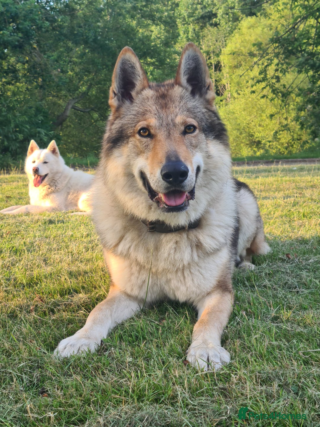 Saarloos Wolfdog dogs for stud: Stud Czechoslovakian wolfdog in Birmingham - Advert 3