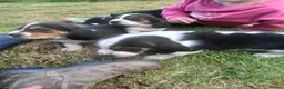 Mixed Breed dogs for sale: Basset x beagle puppies  in Rhayader - Advert 7