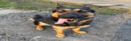 German Shepherd dogs for sale: Loving young German Shepherd boy - Advert 1