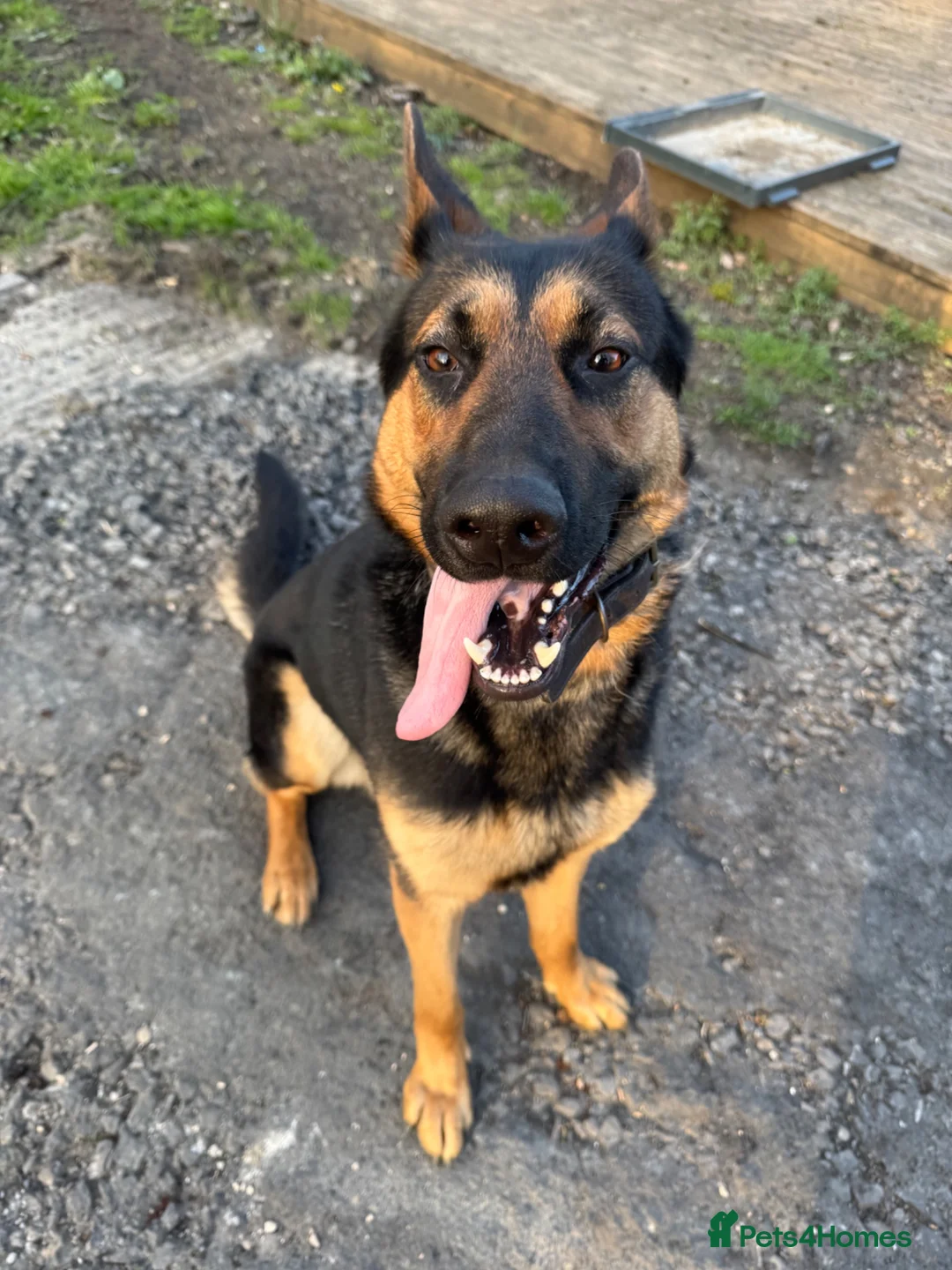 German Shepherd dogs for sale: Loving young German Shepherd boy - Advert 1
