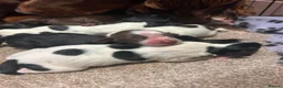 Sprocker dogs for sale: F1 Sprocker puppies.  - Advert 1