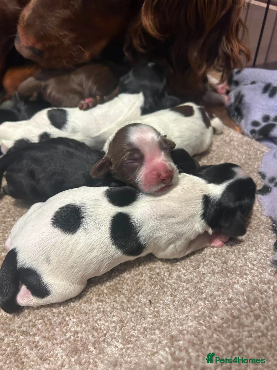 Sprocker dogs for sale: F1 Sprocker puppies.  - Advert 1