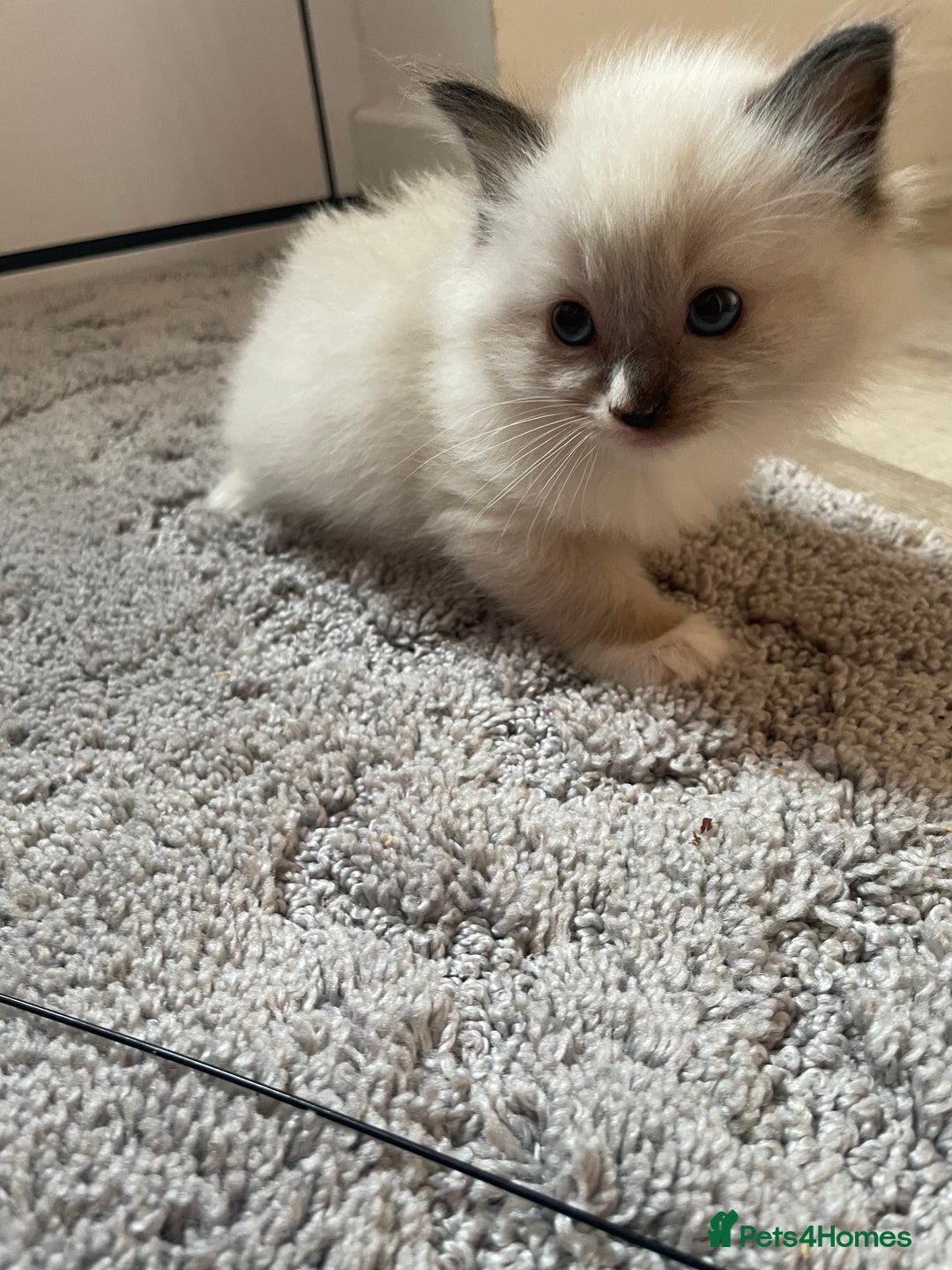 Ragdoll cats for sale: 4 gccf registered ragdolls  - Image 9