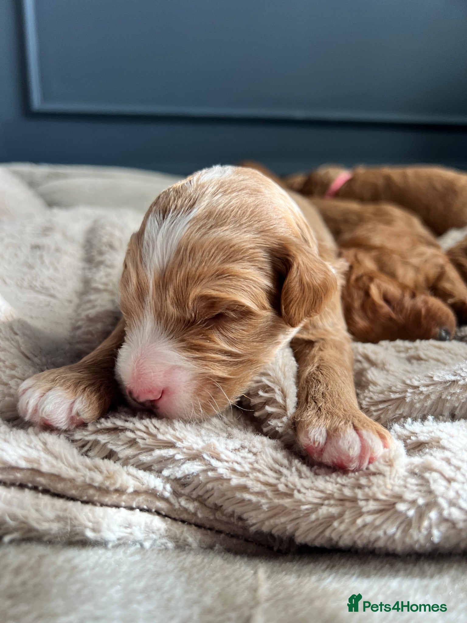 Australian Labradoodle dogs Health tested superior Australian Double Doodles - Advert 16