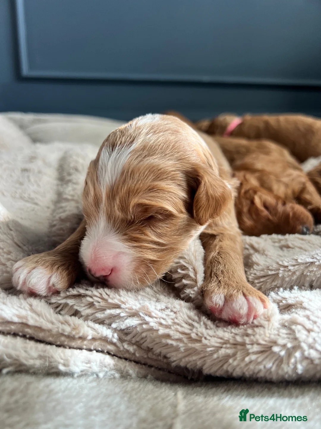 Australian Labradoodle dogs for sale: Health tested superior Australian Double Doodles in Bolton - Advert 1